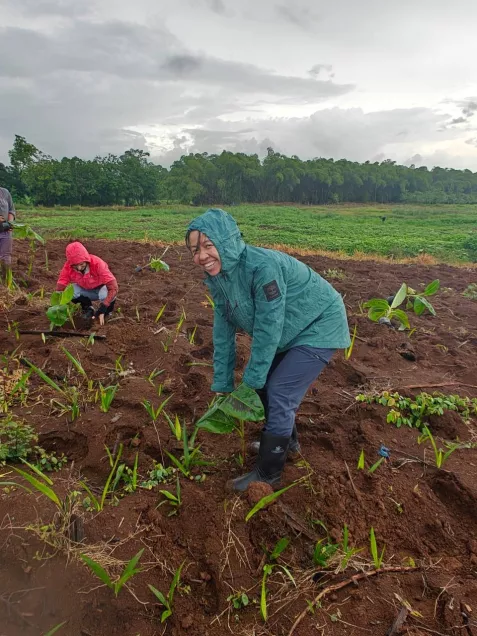 Planting bananas from the nursery into the fields.