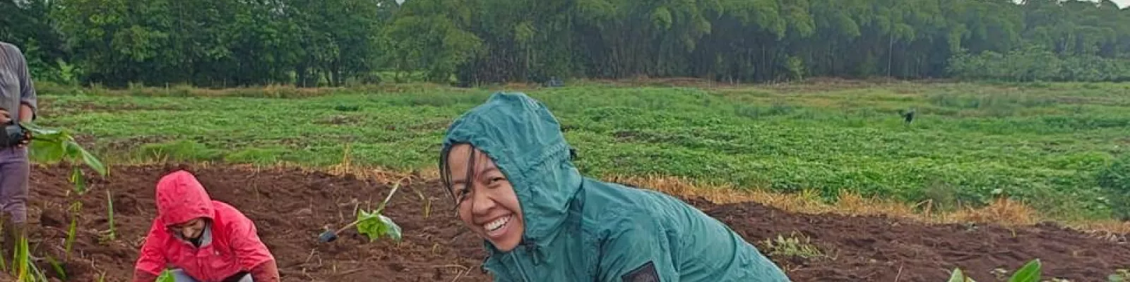 Planting bananas from the nursery into the fields.