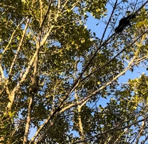 A sloth and a monkey spotted right outside my apartment! Sloth seen in lower left of the photo, and the monkey is chilling out on the upper right.