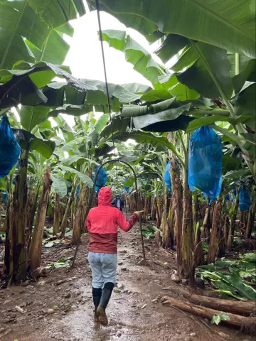 Walking among the mature banana plantation.